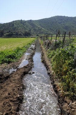 Landscape of field, the canal waters down of irrigation. clipart