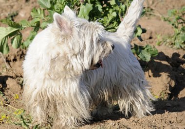 soyu köpeği terrier