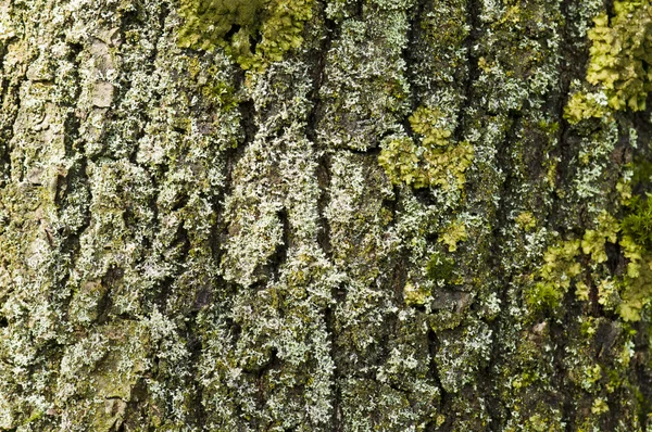 stock image Partial view of a tree trunk bark