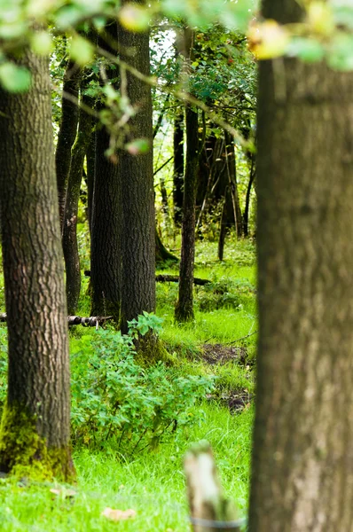 Träd i en skog en dagtid — Stockfoto