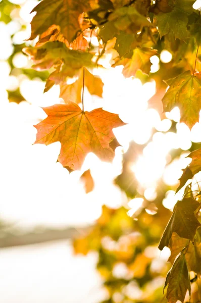 Maple leafs in de herfst zon helder gloeien — Stockfoto