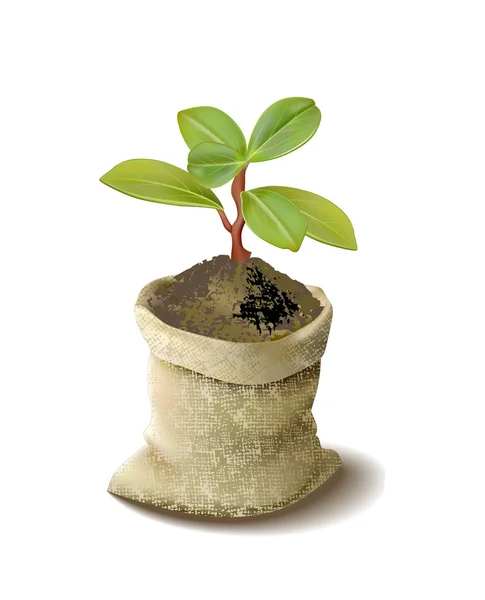 Planta verde no saco — Vetor de Stock