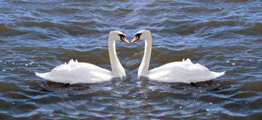 Two swans in love clipart