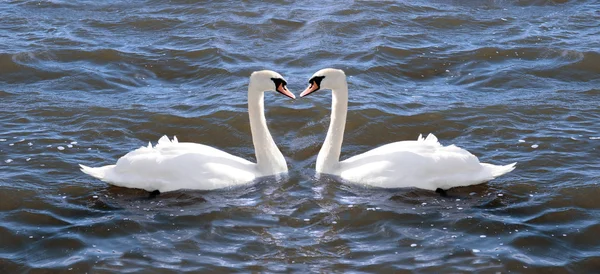 Two swans in love — Stock Photo, Image