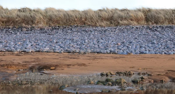 Beale rotsachtige strand — Stockfoto