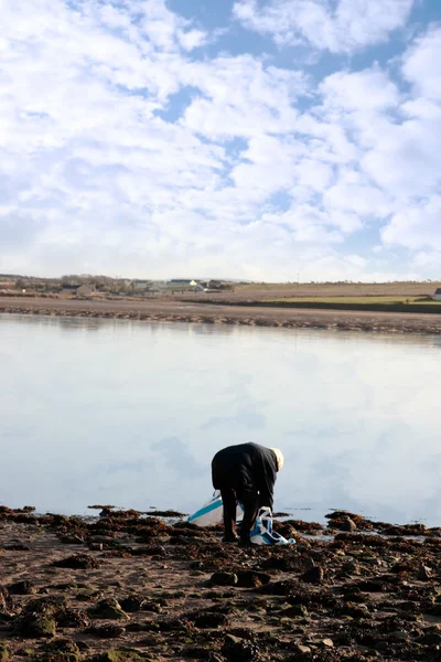 Man harvesting seaweed — Stock Photo, Image
