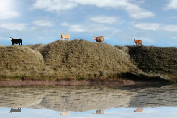 Highest pasture view reflection — Stock Photo, Image