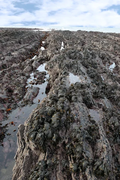 Black rock pool seaweed horizon — Stock Photo, Image