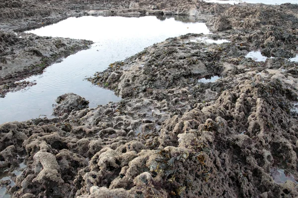 Algas marinhas da piscina de rocha preta — Fotografia de Stock