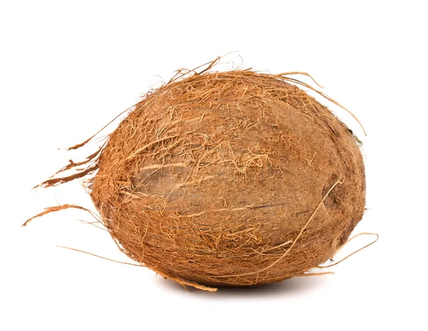 단일 털이 코코넛 — 스톡 사진