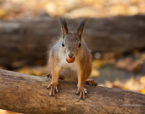 Eichhörnchen mit Haselnuss — Stockfoto