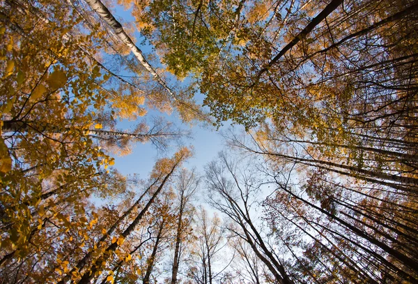Осеннее небо в лесу — стоковое фото