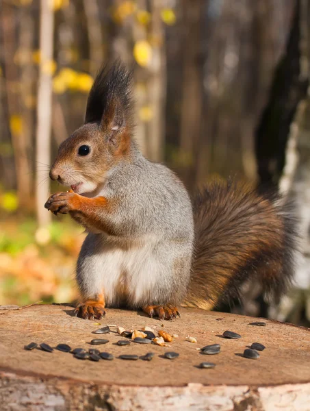 빨간 웃 긴 다람쥐 — 스톡 사진