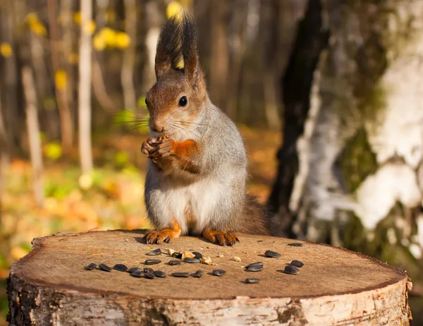 Rotes Eurasisches Eichhörnchen — Stockfoto