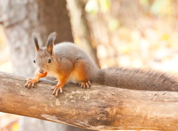 Vörös mókus eszik egy dió — Stock Fotó