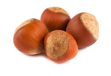 Four ripe brown hazelnuts clipart