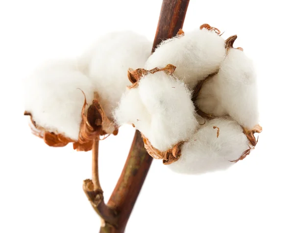 stock image Cotton bolls