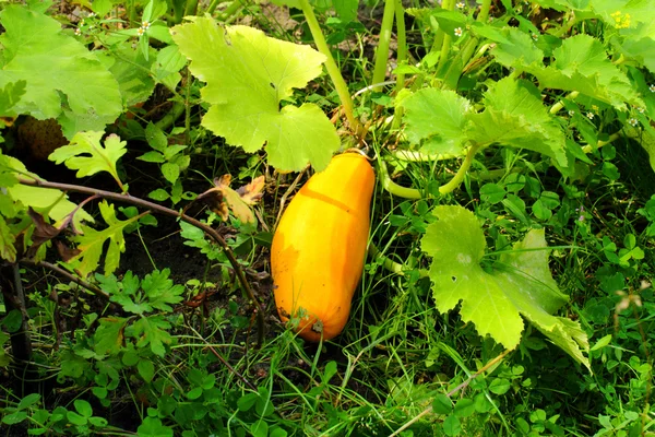 Marrow squash grows in the garden — Stock Photo, Image