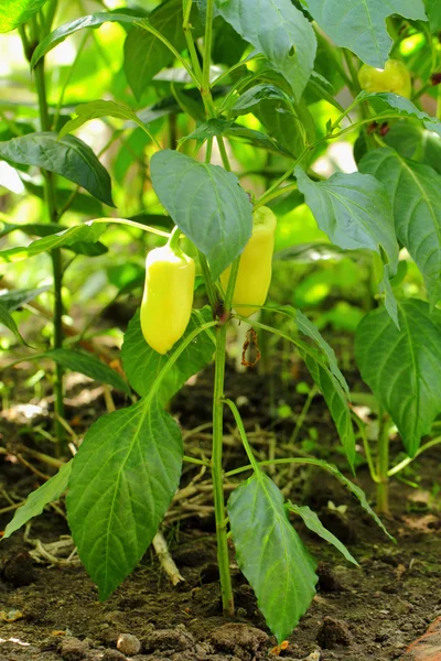 Peppers grow in the garden — Stock Photo, Image