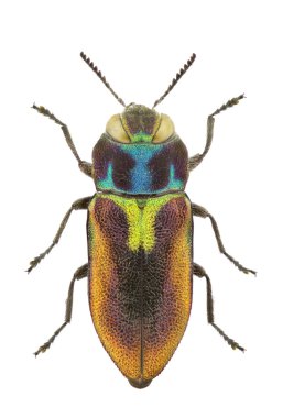 Female of Anthaxia midas clipart