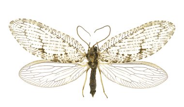 Hemerobius atrifrons clipart