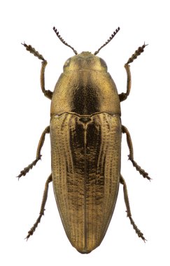 Sphenoptera rauca