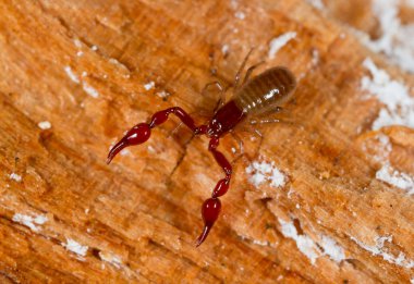 Pseudoscorpion clipart