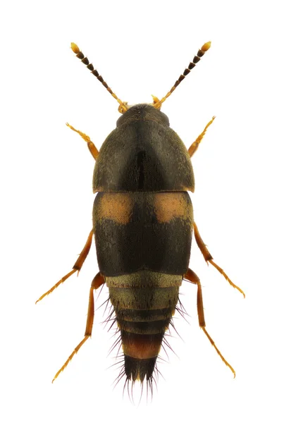 Sepedophilus bipustulatus — Φωτογραφία Αρχείου