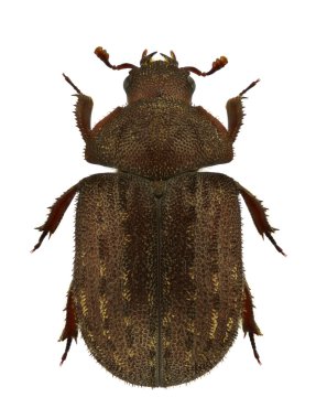 Aesalus scarabaeoides