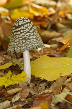 Coprinus picaceus