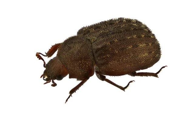 Aesalus scarabaeoides — стокове фото