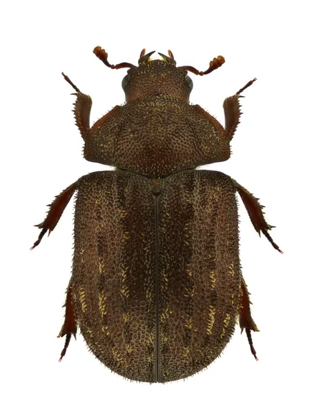 Aesalus scarabaeoides — Fotografia de Stock