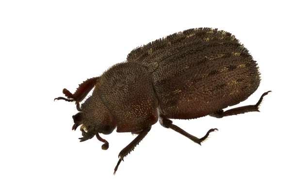 Aesalus scarabaeoides — Stockfoto