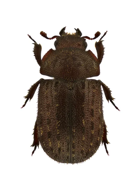 Aesalus scarabaeoides — Stok fotoğraf