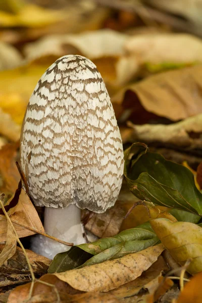 stock image Coprinus picaceus