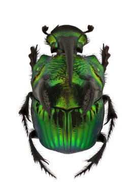 Gökkuşağı scarabs - phanaeus iblis