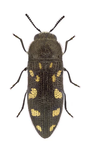 Acmaeodera bipunctata — Stok fotoğraf