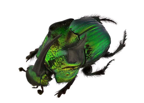 Gökkuşağı scarabs - phanaeus iblis — Stok fotoğraf