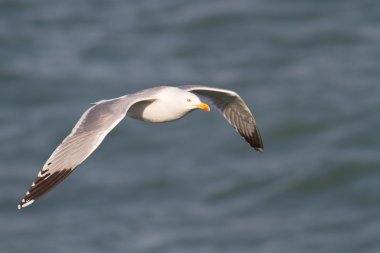 Larus michahellis