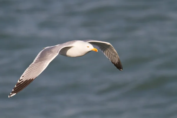 stock image Larus michahellis