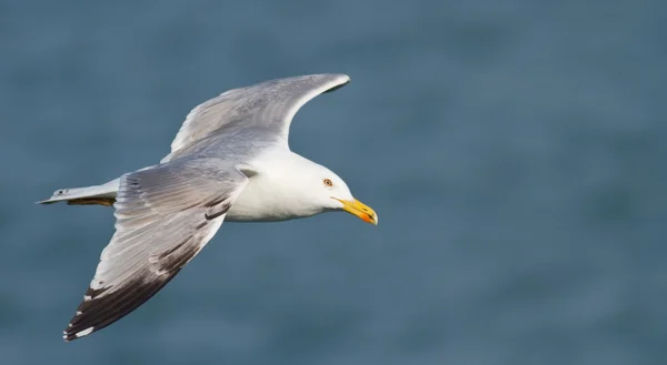 stock image Larus michahellis