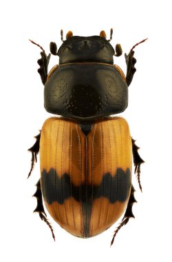 Aphodius coniugatus clipart