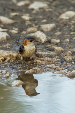 Hirundo daurica