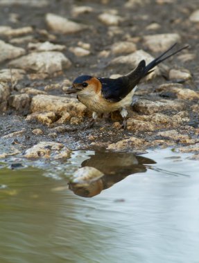 Hirundo daurica