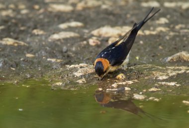 Hirundo daurica