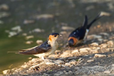 Hirundo daurica clipart