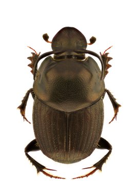 Onthophagus illyricus