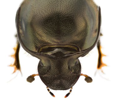 Onthophagus illyricus