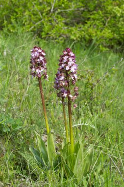 Üzümlü purpurea