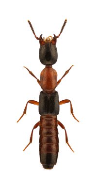 Xantholinus decorus clipart